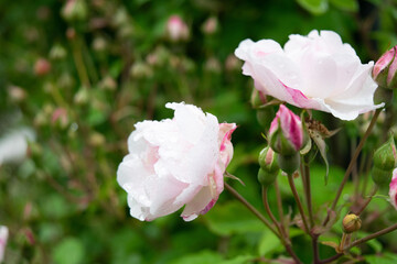 pink and white roses in garden