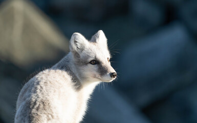 Artic Fox