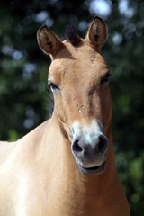 Naklejka na ściany i meble Cheval de Przewalski (Equus przewalskii)