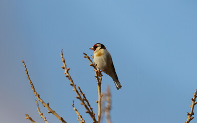 Carduelis carduelis bird resting on a tree branch