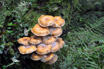 Fototapeta premium Armillaria mellea, a fungus that causes disease on many trees