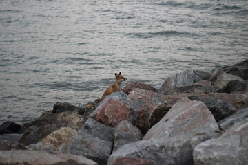 seagull on the rocks