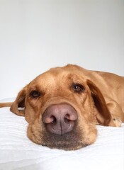 A close-up portrait of a lazy Labrador retriever dog lying on a bed