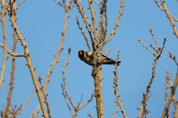 Carduelis carduelis bird resting on a tree branch