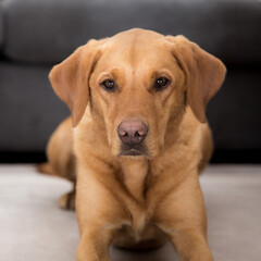 Fototapeta na wymiar A close up pet portrait of a yellow labrador retriever dog in a home interior