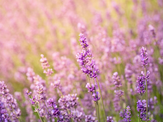 Fototapeta premium Soft focus on lavender flowers in flower garden.