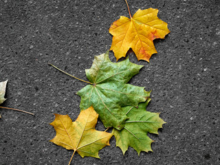 Autumn leaf on a gray background.