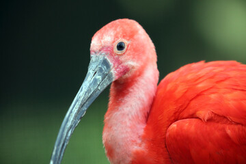 Ibis rouge (Eudocimus ruber)
