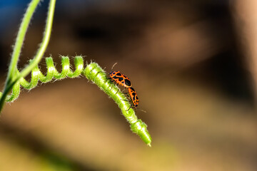 A close-up of the mating of the stink bug on the vine of a wild plant