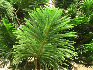Beautiful green branches of the Araucaria tree in autumn in Israel close-up.