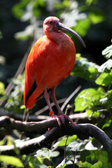 Ibis rouge (Eudocimus ruber)