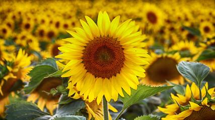 Fototapeta premium tournesol