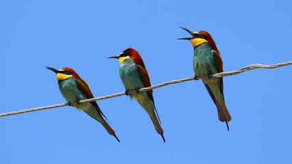 European Bee-eater bird on the electric wire on a sunny day
