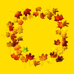 Naklejka na ściany i meble Colorful autumn leaves isolated on yellow background. Border frame of maple leaves.