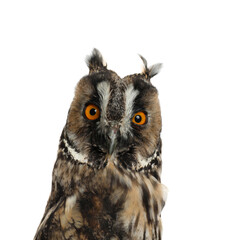 Beautiful eagle owl on white background. Predatory bird