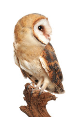 Beautiful common barn owl on twig against white background