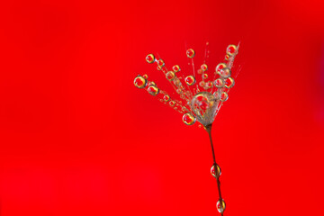 A closeup of dew drops on the grass on a red background. Close-up. Burred photo. Photo contains artistic noise and grain