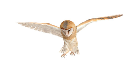 Beautiful common barn owl flying on white background