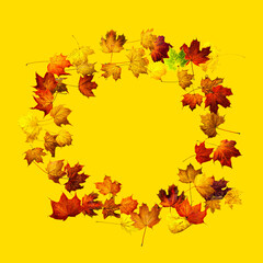 Colorful autumn leaves isolated on yellow background. Border frame of maple leaves.