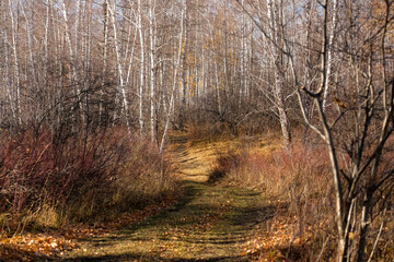 The road in the forest among thickets of bushes and birches