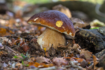 Penny Bun, Boletus edulis, Growing Wild Among Leaves On The Forest Floor UK