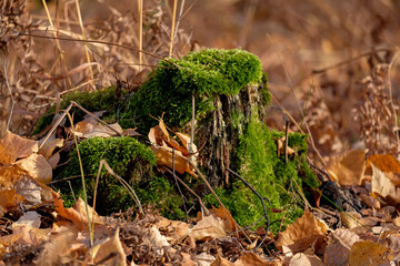 The old tree stump is overgrown with moss. Autumn leaves around, no people