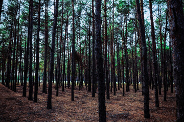 Beautiful view of pine forest. Fantasy setting