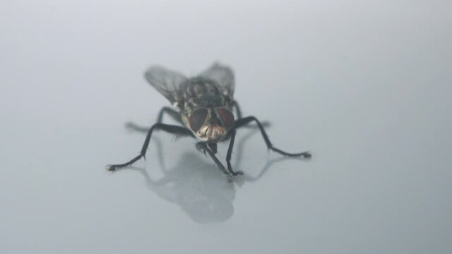 The flies are the poses on the floor.