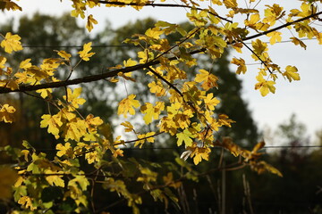 Bright autumn leaves on tree branches in the forest
