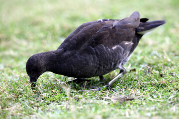Poule d'eau (Gallinula chloropus)