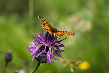 una bella farfalla si nutre di un fiore, macro di farfalla su un fiore colorato in estate