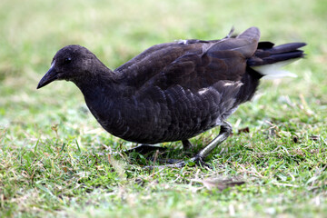 Poule d'eau (Gallinula chloropus)