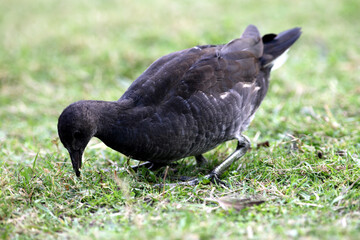 Poule d'eau (Gallinula chloropus)