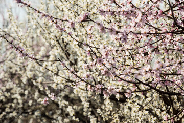 In spring, in the botanical garden in full bloom of peach blossom group