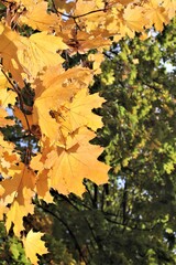 Yellow maple leaves on a green tree background on a Sunny autumn day