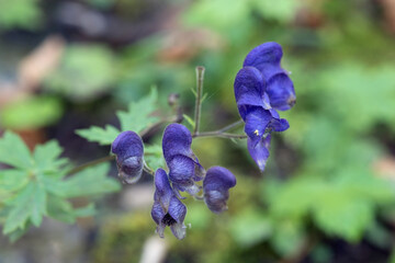 dei bei fiori di colore blu-viola nel bel mezzo del fitto bosco con le prime luci del mattino
