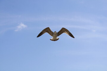Obraz premium a Seagull in flight with a wingspan against the sky