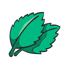 Basil leaves icon in color drawing. Food cooking ingredient aromatic organic salad