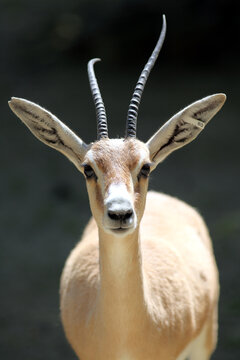 Gazelle leptocère (Gazella leptoceros)