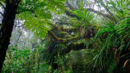 vegetation in the Jungle