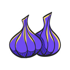 Garlic icon in color drawing. Food ingredient cooking organic