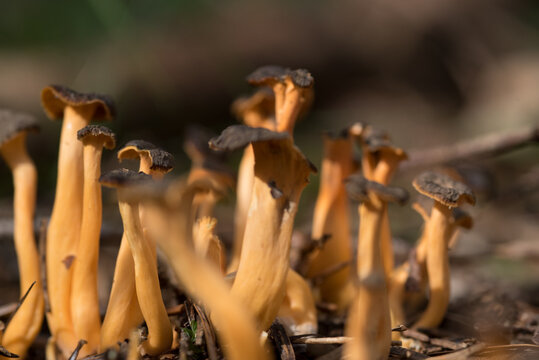 un gruppo di funghi chiodini di color arancione vivo e marrone