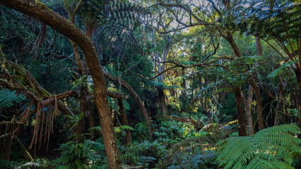 vegetation in the Jungle
