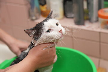Female hand Soaps wet stray cat, bathing animals, flea and tick prevention