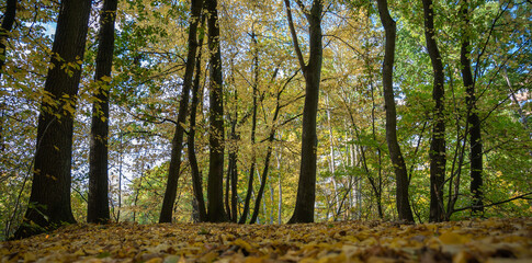 Herbstwald Herbst und Laub
