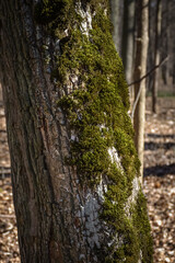 
The bark of an old oak tree overgrown with green moss