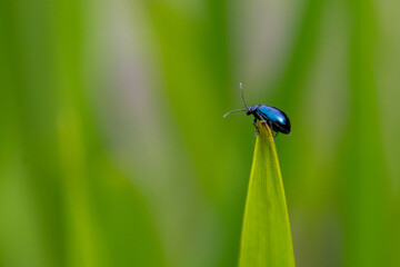 bug on a green leaf