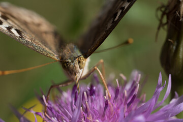 una bella farfalla si nutre di un fiore, macro di farfalla su un fiore colorato in estate