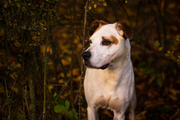 Happy american pitbull terrier dog posing in beautiful colorful autumn nature
