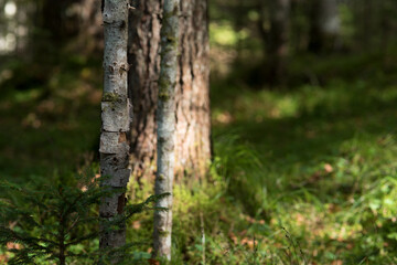 la bellezza del bosco e di tutti i suoi elementi e colori
